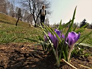 17 Zafferano maggiore-Crocus vernus
